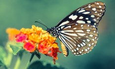 开云体育APP下载-哈利伯顿末节接管比赛，篮网终结上海队连胜